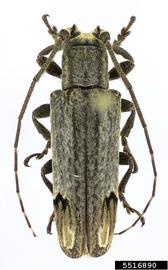  Trestonia frontalis ; © E.H. Nearns